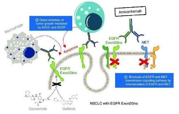 Rybrevant(amivantamab) Rybrevant(amivantamab)